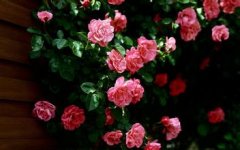 关于蔷薇的优美句子