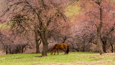 清明节写给老师短信问候