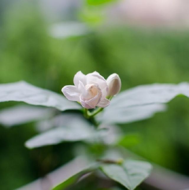 初春问候短信 初春问候短信