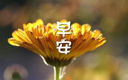 问候早安的句子