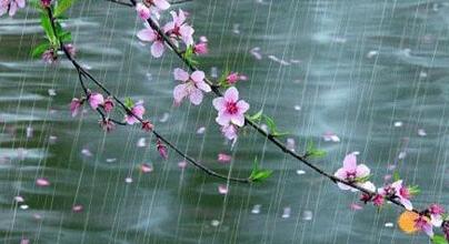 春雨的句子 春雨的句子