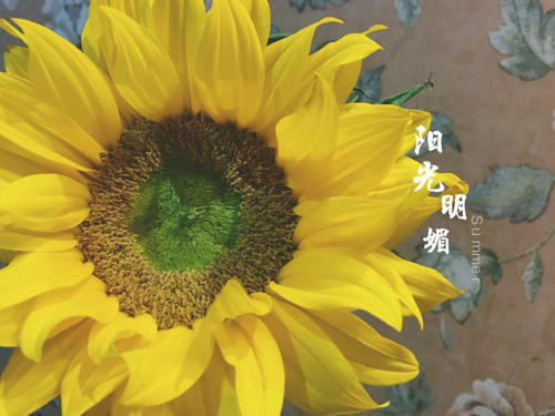 描写亲情的句子细腻