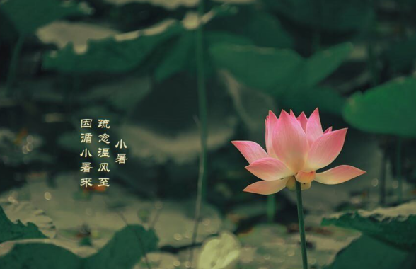 小暑节气短信祝福语大全 适合小暑文问候祝福语说说 小暑节气短信祝福语大全 适合小暑文问候祝福语说说