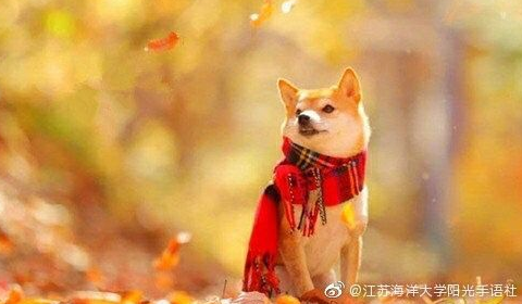表达自己开心的句子
