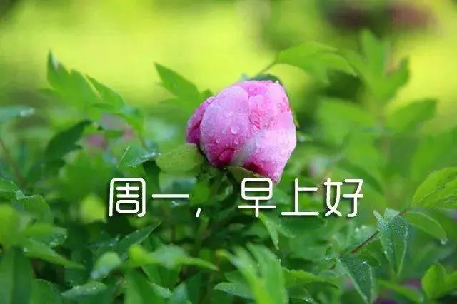 新的一周开始简短语句