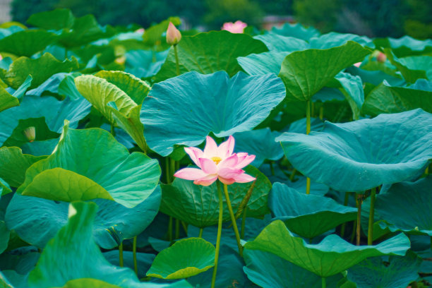 调侃夏天热的句子