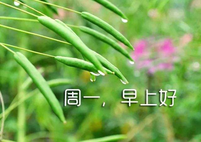 周一发朋友圈的句子和图片 周一正能量早安问候语