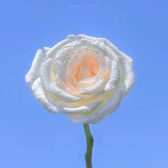 适合新年发的朋友圈