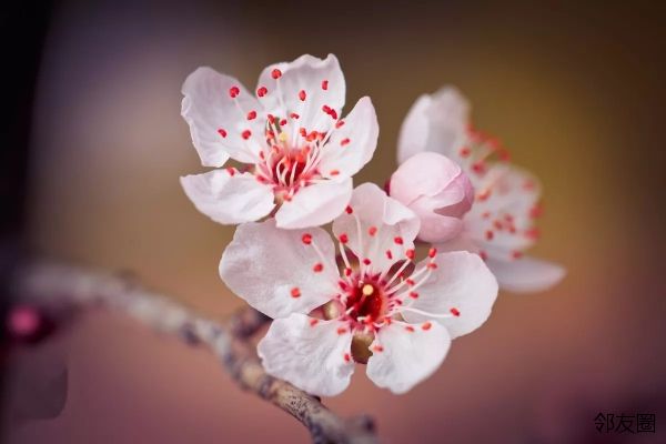 描写春天的四字成语135个