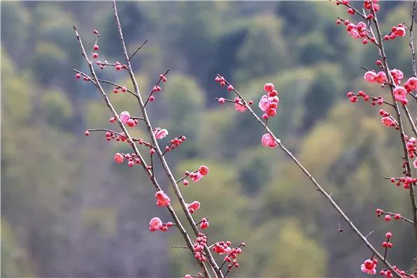 描写春天的一句话