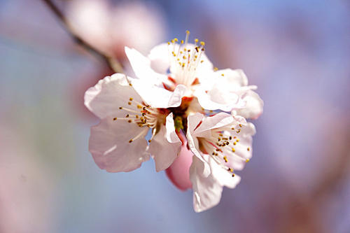 春分节气祝福语朋友圈