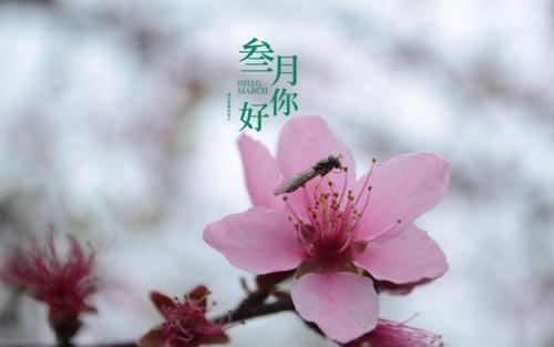 期待三月的说说