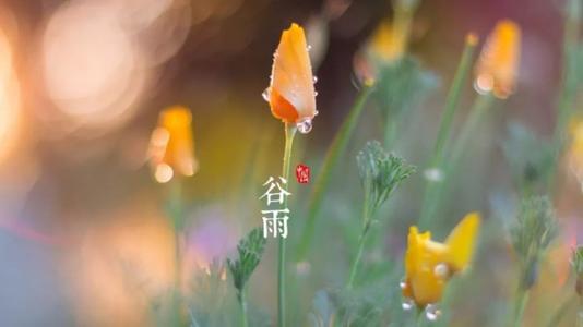 谷雨节气祝福语