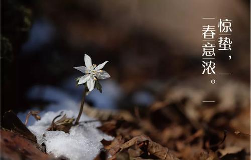 惊蛰祝福唯美短信