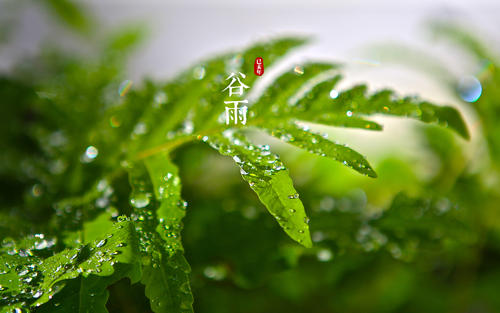 谷雨节气养生短信