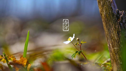 春分的祝福语及图片