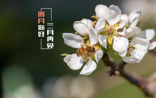 四月简短美句