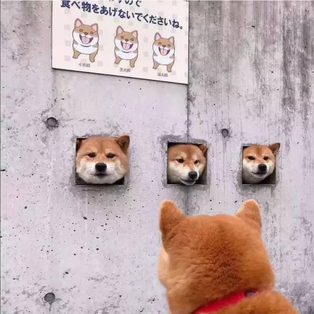 搞笑沙雕句子配图